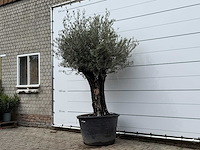 Olijfboom old skin - olea europaea - ca. 80 jaar oud - hoogte ca. 250 cm - afbeelding 2 van  6