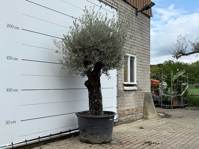 Olijfboom old skin - olea europaea - ca. 80 jaar oud - hoogte ca. 250 cm - afbeelding 3 van  6