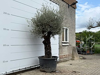 Olijfboom old skin - olea europaea - ca. 80 jaar oud - hoogte ca. 250 cm - afbeelding 3 van  6