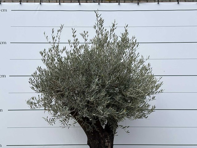 Olijfboom old skin - olea europaea - ca. 80 jaar oud - hoogte ca. 250 cm - afbeelding 4 van  6