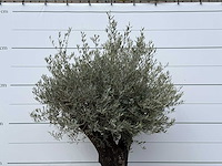 Olijfboom old skin - olea europaea - ca. 80 jaar oud - hoogte ca. 250 cm - afbeelding 4 van  6