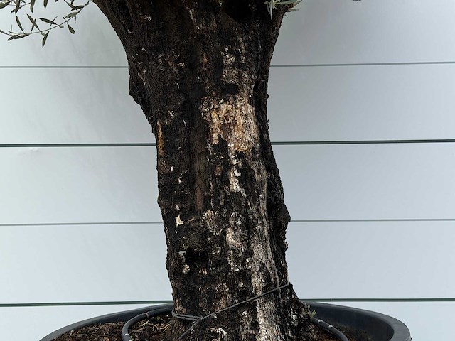 Olijfboom old skin - olea europaea - ca. 80 jaar oud - hoogte ca. 250 cm - afbeelding 5 van  6