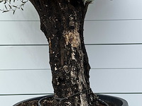 Olijfboom old skin - olea europaea - ca. 80 jaar oud - hoogte ca. 250 cm - afbeelding 5 van  6