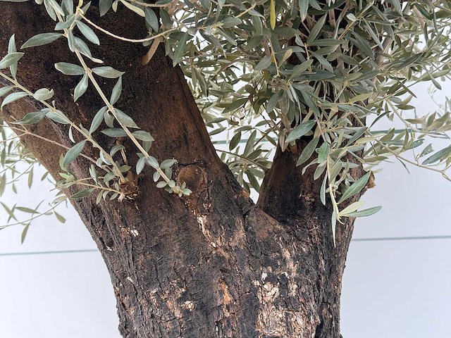 Olijfboom old skin - olea europaea - ca. 80 jaar oud - hoogte ca. 250 cm - afbeelding 6 van  6