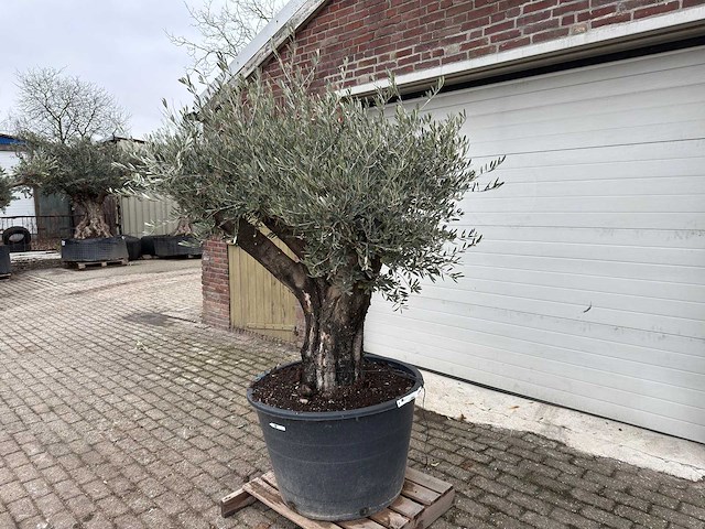 Olijfboom old skin vertakt - olea europaea - 100 jaar oud - hoogte ca. 220 cm - afbeelding 1 van  4