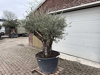 Olijfboom old skin vertakt - olea europaea - 100 jaar oud - hoogte ca. 220 cm - afbeelding 1 van  4