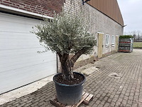 Olijfboom old skin vertakt - olea europaea - 100 jaar oud - hoogte ca. 220 cm - afbeelding 2 van  4