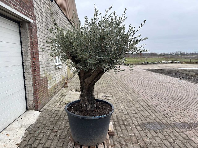 Olijfboom old skin vertakt - olea europaea - 100 jaar oud - hoogte ca. 220 cm - afbeelding 3 van  4