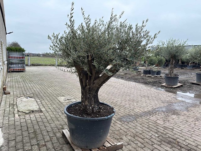 Olijfboom old skin vertakt - olea europaea - 100 jaar oud - hoogte ca. 220 cm - afbeelding 4 van  4