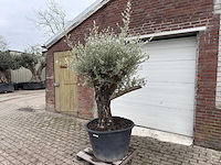 Olijfboom old skin vertakt - olea europaea - 100 jaar oud - hoogte ca. 230 cm - afbeelding 1 van  5