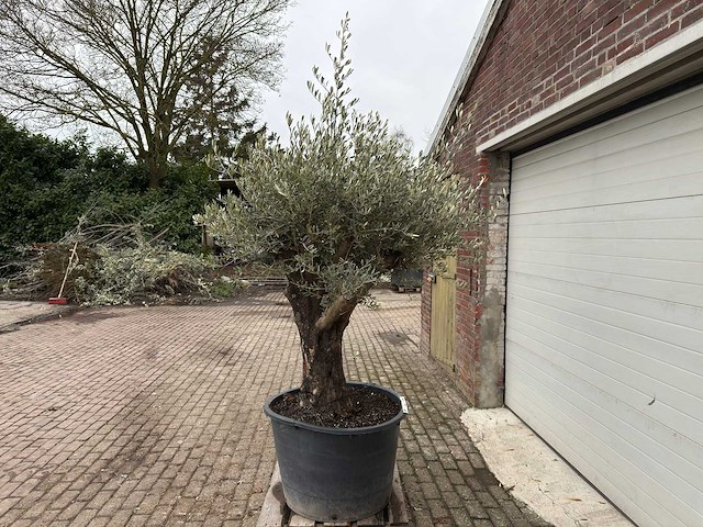 Olijfboom old skin vertakt - olea europaea - 100 jaar oud - hoogte ca. 230 cm - afbeelding 2 van  5
