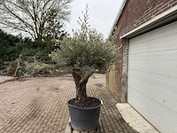 Olijfboom old skin vertakt - olea europaea - 100 jaar oud - hoogte ca. 230 cm - afbeelding 2 van  5