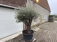 Olijfboom old skin vertakt - olea europaea - 100 jaar oud - hoogte ca. 230 cm - afbeelding 3 van  5