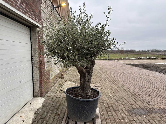 Olijfboom old skin vertakt - olea europaea - 100 jaar oud - hoogte ca. 230 cm - afbeelding 4 van  5