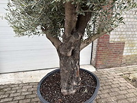 Olijfboom old skin vertakt - olea europaea - 100 jaar oud - hoogte ca. 230 cm - afbeelding 5 van  5