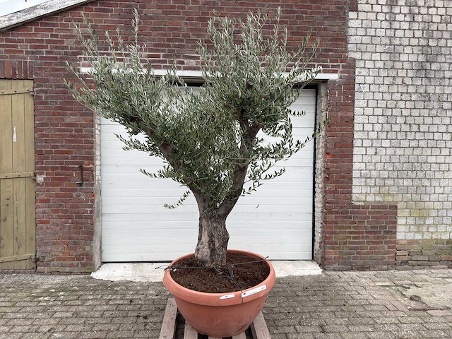 Olijfboom old skin vertakt - olea europaea - 100 jaar oud - hoogte ca. 250 cm - afbeelding 1 van  7