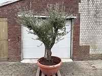 Olijfboom old skin vertakt - olea europaea - 100 jaar oud - hoogte ca. 250 cm