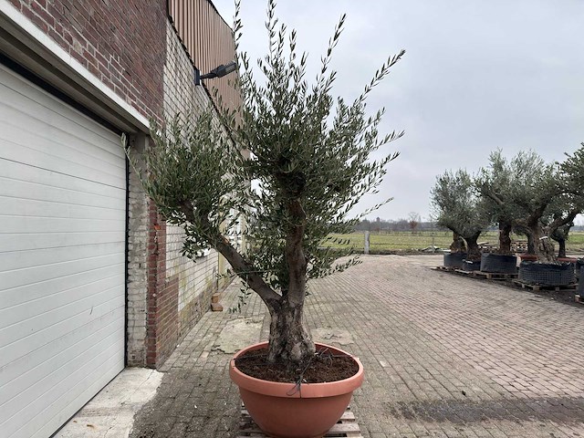 Olijfboom old skin vertakt - olea europaea - 100 jaar oud - hoogte ca. 250 cm - afbeelding 2 van  7
