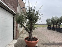 Olijfboom old skin vertakt - olea europaea - 100 jaar oud - hoogte ca. 250 cm - afbeelding 2 van  7