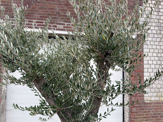 Olijfboom old skin vertakt - olea europaea - 100 jaar oud - hoogte ca. 250 cm - afbeelding 3 van  7