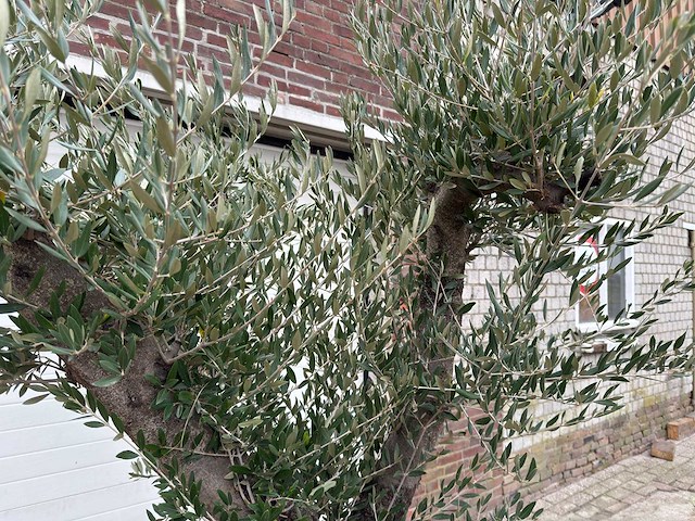 Olijfboom old skin vertakt - olea europaea - 100 jaar oud - hoogte ca. 250 cm - afbeelding 4 van  7