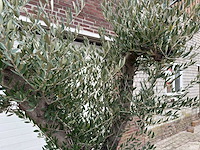Olijfboom old skin vertakt - olea europaea - 100 jaar oud - hoogte ca. 250 cm - afbeelding 4 van  7