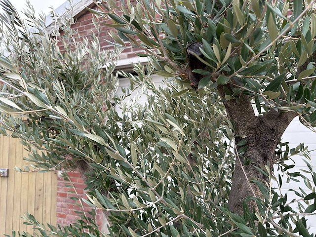 Olijfboom old skin vertakt - olea europaea - 100 jaar oud - hoogte ca. 250 cm - afbeelding 5 van  7