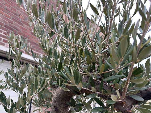 Olijfboom old skin vertakt - olea europaea - 100 jaar oud - hoogte ca. 250 cm - afbeelding 7 van  7