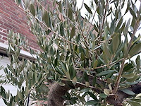 Olijfboom old skin vertakt - olea europaea - 100 jaar oud - hoogte ca. 250 cm - afbeelding 7 van  7