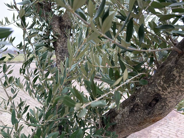 Olijfboom old skin vertakt - olea europaea - 100 jaar oud - hoogte ca. 250 cm - afbeelding 6 van  7