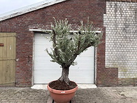 Olijfboom old skin vertakt - olea europaea - 100 jaar oud - hoogte ca. 250 cm