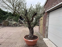 Olijfboom old skin vertakt - olea europaea - 100 jaar oud - hoogte ca. 250 cm - afbeelding 1 van  6