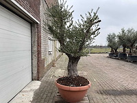 Olijfboom old skin vertakt - olea europaea - 100 jaar oud - hoogte ca. 250 cm - afbeelding 2 van  6