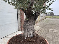 Olijfboom old skin vertakt - olea europaea - 100 jaar oud - hoogte ca. 250 cm - afbeelding 5 van  6