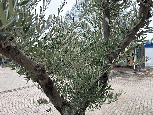 Olijfboom old skin vertakt - olea europaea - 100 jaar oud - hoogte ca. 250 cm - afbeelding 3 van  6