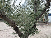 Olijfboom old skin vertakt - olea europaea - 100 jaar oud - hoogte ca. 250 cm - afbeelding 3 van  6