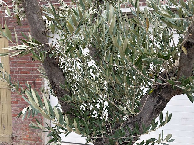 Olijfboom old skin vertakt - olea europaea - 100 jaar oud - hoogte ca. 250 cm - afbeelding 6 van  6