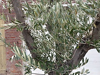 Olijfboom old skin vertakt - olea europaea - 100 jaar oud - hoogte ca. 250 cm - afbeelding 6 van  6
