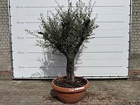 Olijfboom old skin vertakt - olea europaea - hoogte ca. 220 cm - afbeelding 1 van  6