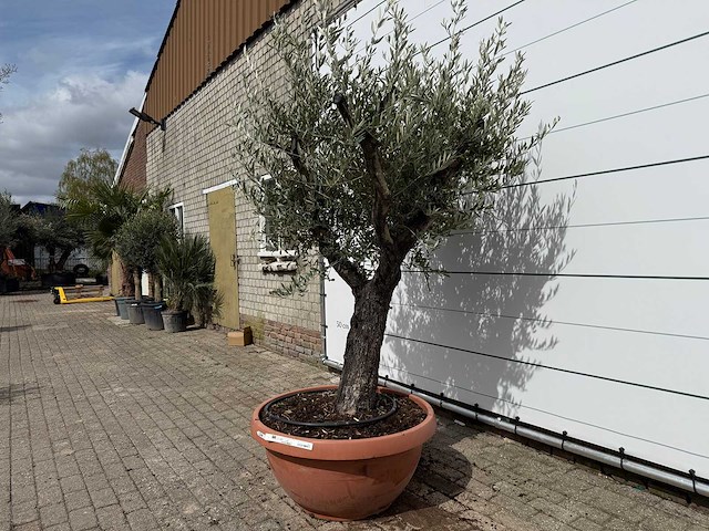 Olijfboom old skin vertakt - olea europaea - hoogte ca. 220 cm - afbeelding 2 van  6