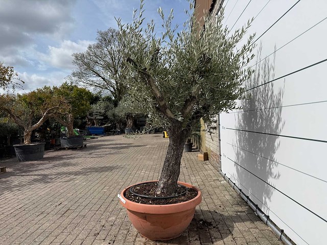 Olijfboom old skin vertakt - olea europaea - hoogte ca. 220 cm - afbeelding 3 van  6