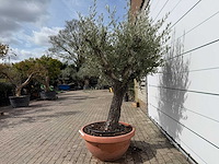 Olijfboom old skin vertakt - olea europaea - hoogte ca. 220 cm - afbeelding 3 van  6
