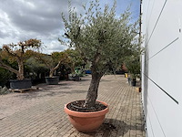 Olijfboom old skin vertakt - olea europaea - hoogte ca. 220 cm - afbeelding 4 van  6