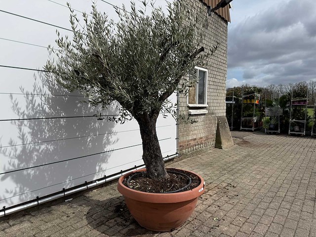 Olijfboom old skin vertakt - olea europaea - hoogte ca. 220 cm - afbeelding 5 van  6