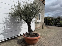 Olijfboom old skin vertakt - olea europaea - hoogte ca. 220 cm - afbeelding 5 van  6
