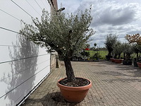 Olijfboom old skin vertakt - olea europaea - hoogte ca. 220 cm - afbeelding 6 van  6