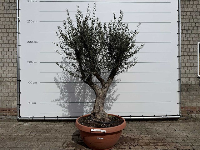 Olijfboom old skin vertakt - olea europaea - hoogte ca. 240 cm - afbeelding 1 van  6