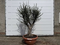 Olijfboom old skin vertakt - olea europaea - hoogte ca. 240 cm - afbeelding 1 van  6