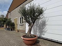 Olijfboom old skin vertakt - olea europaea - hoogte ca. 240 cm - afbeelding 2 van  6
