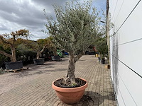 Olijfboom old skin vertakt - olea europaea - hoogte ca. 240 cm - afbeelding 3 van  6